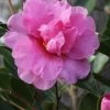Showa No Sakae Dwarf Camellia Sasanqua - 3 Gallon Pot -SHRUBS and BUSHES Store Camellia Showa No Sakae 11 1