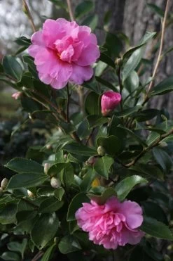 Showa No Sakae Dwarf Camellia Sasanqua - 1 Gallon Pot 12 Showa No Sakae Dwarf Camellia Sasanqua - 1 Gallon Pot -SHRUBS and BUSHES Store Camellia Showa No Sakae 12