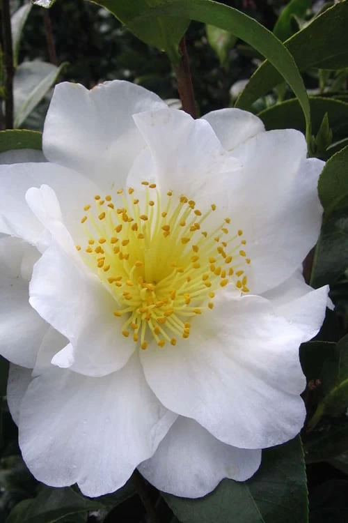 Silver Waves Camellia Japonica - 1 Gallon Pot 3 Silver Waves Camellia Japonica - 1 Gallon Pot