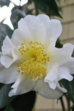 Silver Waves Camellia Japonica - 1 Gallon Pot 10 Silver Waves Camellia Japonica - 1 Gallon Pot -SHRUBS and BUSHES Store Camellia Silver Waves 6