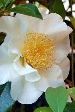 Silver Waves Camellia Japonica - 1 Gallon Pot 11 Silver Waves Camellia Japonica - 1 Gallon Pot -SHRUBS and BUSHES Store Camellia Silver Waves 7