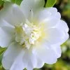 Snow Flurry Cold Hardy Camellia Hybrid - 1 Gallon Pot -SHRUBS and BUSHES Store Camellia Snow Flurry 1