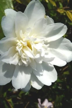 Snow Flurry Cold Hardy Camellia Hybrid - 1 Gallon Pot -SHRUBS and BUSHES Store Camellia Snow Flurry 2