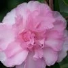 Sarrel Dwarf Camellia Sasanqua - 1 Gallon Pot 2 Sarrel Dwarf Camellia Sasanqua - 1 Gallon Pot -SHRUBS and BUSHES Store Camellia Sorrel 1