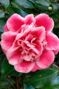 Tama Bambino Camellia Japonica - 3 Gallon Pot 15 Tama Bambino Camellia Japonica - 3 Gallon Pot -SHRUBS and BUSHES Store Camellia Tama Bambino 1