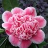 Tama Bambino Camellia Japonica - 3 Gallon Pot -SHRUBS and BUSHES Store Camellia Tama Bambino 12