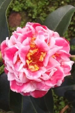 Tama Bambino Camellia Japonica - 3 Gallon Pot 14 Tama Bambino Camellia Japonica - 3 Gallon Pot -SHRUBS and BUSHES Store Camellia Tama Bambino 2