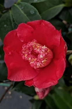 Tama Electra Camellia Japonica - 1 Gallon Pot -SHRUBS and BUSHES Store Camellia Tama Electra 10