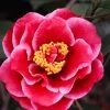 Tama Vino Camellia Japonica - 3 Gallon Pot 2 Tama Vino Camellia Japonica - 3 Gallon Pot -SHRUBS and BUSHES Store Camellia Tama Vinio 10 1