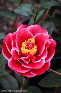 Tama Vino Camellia Japonica - 1 Gallon Pot -SHRUBS and BUSHES Store Camellia Tama Vinio 7
