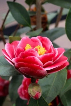 Tama Vino Camellia Japonica - 1 Gallon Pot -SHRUBS and BUSHES Store Camellia Tama Vinio 8