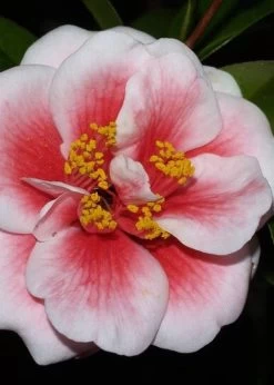 Tama Vino Camellia Japonica - 3 Gallon Pot -SHRUBS and BUSHES Store Camellia Tama Vino 4 1