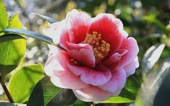 Tama Vino Camellia Japonica - 3 Gallon Pot -SHRUBS and BUSHES Store Camellia Tama Vino 7 1