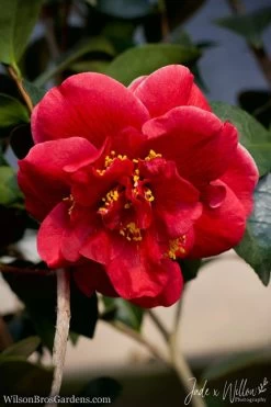 Tama Vino Camellia Japonica - 1 Gallon Pot -SHRUBS and BUSHES Store Camellia Tama Vino JW 1