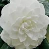 White By The Gate Camellia Japonica - 7 Gallon Pot 1 White By The Gate Camellia Japonica - 7 Gallon Pot -SHRUBS and BUSHES Store Camellia White By The Gate 5