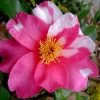 Winter's Fire Cold Hardy Camellia - 3 Gallon Pot 2 Winter's Fire Cold Hardy Camellia - 3 Gallon Pot -SHRUBS and BUSHES Store Camellia Winters Fire 10
