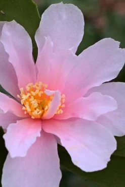 Winter's Toughie Cold Hardy Camellia - 3 Gallon Pot -SHRUBS and BUSHES Store Camellia Winters Toughie 3 1