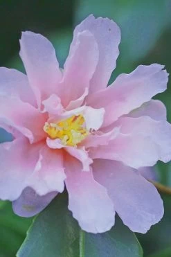Winter's Toughie Cold Hardy Camellia - 3 Gallon Pot -SHRUBS and BUSHES Store Camellia Winters Toughiet 6 1