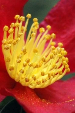 Yuletide Camellia Sasanqua - 2.5 Quart Pot 14 Yuletide Camellia Sasanqua - 2.5 Quart Pot -SHRUBS and BUSHES Store Camellia Yuletide 30 3