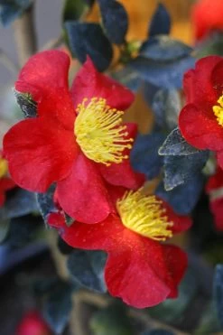 Yuletide Camellia Sasanqua - 3 Gallon Pot -SHRUBS and BUSHES Store Camellia Yuletide 32 1