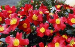 Yuletide Camellia Sasanqua - 6 Pack Of 1 Gallon Pots -SHRUBS and BUSHES Store Camellia Yuletide 34 2