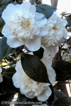 Fifth Avenue White Camellia Japonica - 3 Gallon Pot -SHRUBS and BUSHES Store Camellia fifth avenue 20