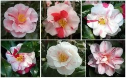 Lady Vansittart Multicolor Camellia Japonica - 6 Pack Of 1 Gallon Pots 14 Lady Vansittart Multicolor Camellia Japonica - 6 Pack Of 1 Gallon Pots -SHRUBS and BUSHES Store CamelliaLadyVasittart 2