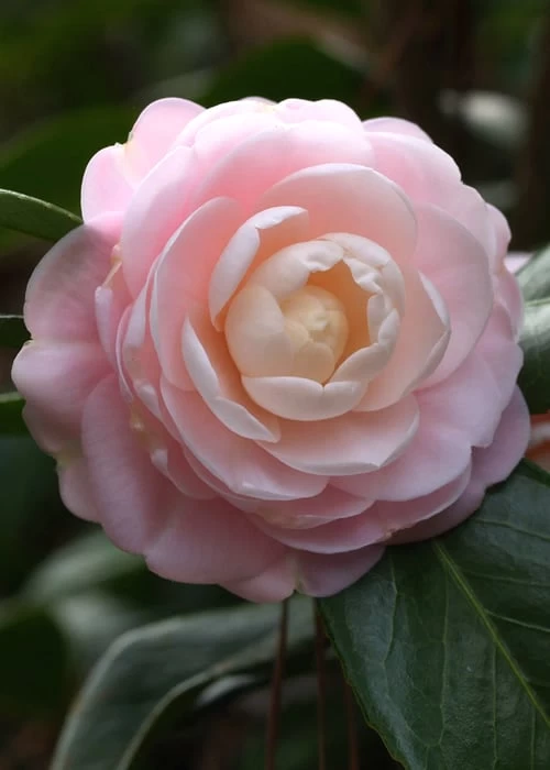 Pink Perfection Camellia Japonica - 1 Gallon Pot 8 Pink Perfection Camellia Japonica - 1 Gallon Pot - Image 6