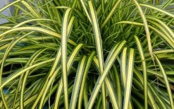 Evercolor Eversheen Carex - 5 Pack Of Quart Pots -SHRUBS and BUSHES Store Carex Eversheen 1