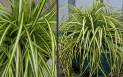 Evercolor Eversheen Carex - 5 Pack Of Quart Pots -SHRUBS and BUSHES Store Carex Eversheen 2