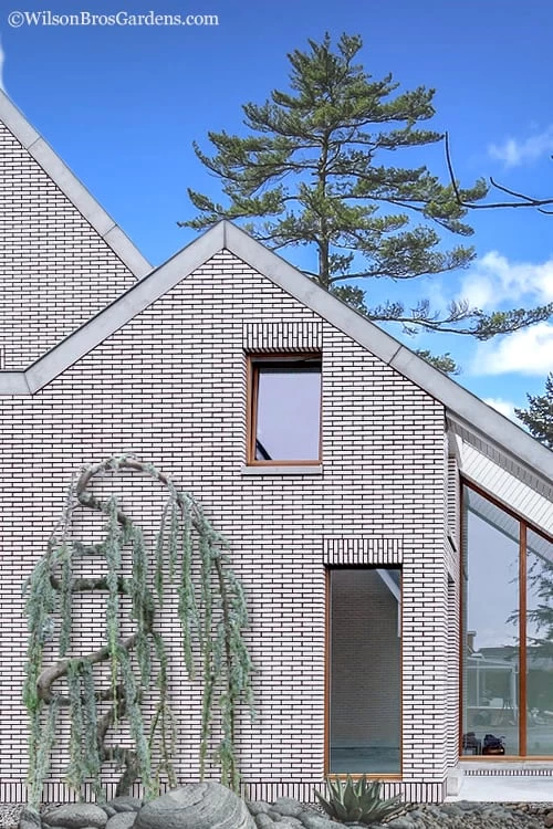 Serpentine Weeping Blue Atlas Cedar - 5 Gallon Pot 3 Serpentine Weeping Blue Atlas Cedar - 5 Gallon Pot