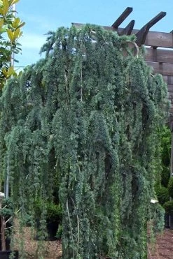 Weeping Blue Atlas Cedar - 5 Gallon Pot -SHRUBS and BUSHES Store Cedar Weeping Blue Atlas 1