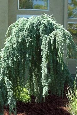 Weeping Blue Atlas Cedar - 5 Gallon Pot -SHRUBS and BUSHES Store Cedar Weeping Blue Atlas 4