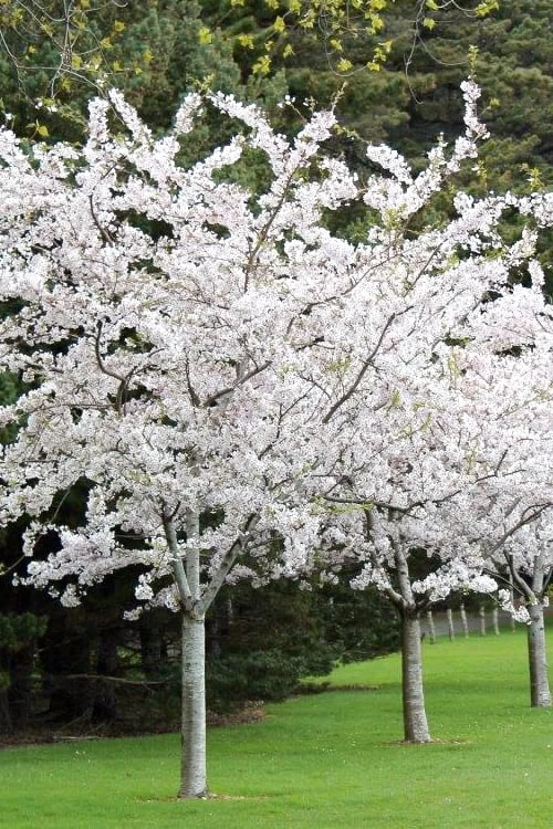Yoshino Flowering Cherry Tree - 5 Gallon Pot 3 Yoshino Flowering Cherry Tree - 5 Gallon Pot