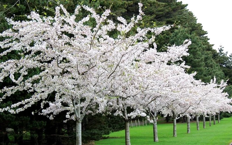Yoshino Flowering Cherry Tree - 5 Gallon Pot 6 Yoshino Flowering Cherry Tree - 5 Gallon Pot - Image 4