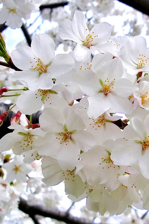 Yoshino Flowering Cherry Tree - 5 Gallon Pot 7 Yoshino Flowering Cherry Tree - 5 Gallon Pot - Image 5