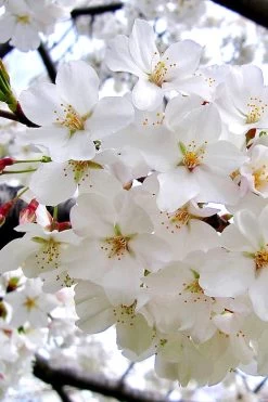 Yoshino Flowering Cherry Tree - 2 Gallon Pot -SHRUBS and BUSHES Store Cherry Yoshino 3