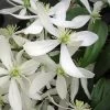 Snowdrift Evergreen Clematis Armandii - 2 Gallon Pot 1 Snowdrift Evergreen Clematis Armandii - 2 Gallon Pot -SHRUBS and BUSHES Store Clematis Armandii Snowdrift 500x750 2