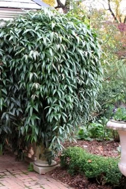 Snowdrift Evergreen Clematis Armandii - 2 Gallon Pot 14 Snowdrift Evergreen Clematis Armandii - 2 Gallon Pot -SHRUBS and BUSHES Store Clematis Armandii Snowdrift 52 1