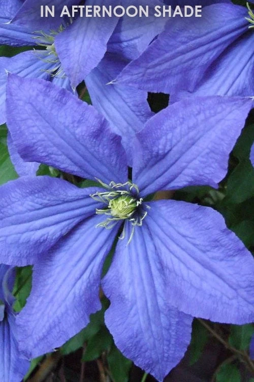 Rhapsody Clematis - 1 Gallon Pot 8 Rhapsody Clematis - 1 Gallon Pot - Image 6