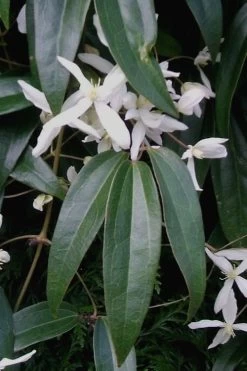 Snowdrift Evergreen Clematis Armandii - 1 Gallon Pot -SHRUBS and BUSHES Store Clematis Snowdrift 21