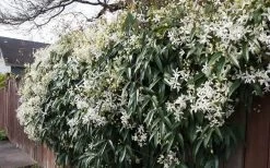 Snowdrift Evergreen Clematis Armandii - 2 Gallon Pot 17 Snowdrift Evergreen Clematis Armandii - 2 Gallon Pot -SHRUBS and BUSHES Store Clematis Snowdrift 22 1