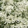 Sweet Autumn Clematis Terniflora - 3 Gallon Pot 1 Sweet Autumn Clematis Terniflora - 3 Gallon Pot -SHRUBS and BUSHES Store Clematis Sweet Autumn 1 1