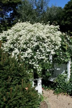 Sweet Autumn Clematis - 1 Gallon Pot 19 Sweet Autumn Clematis - 1 Gallon Pot -SHRUBS and BUSHES Store Clematis Sweet Autumn 7
