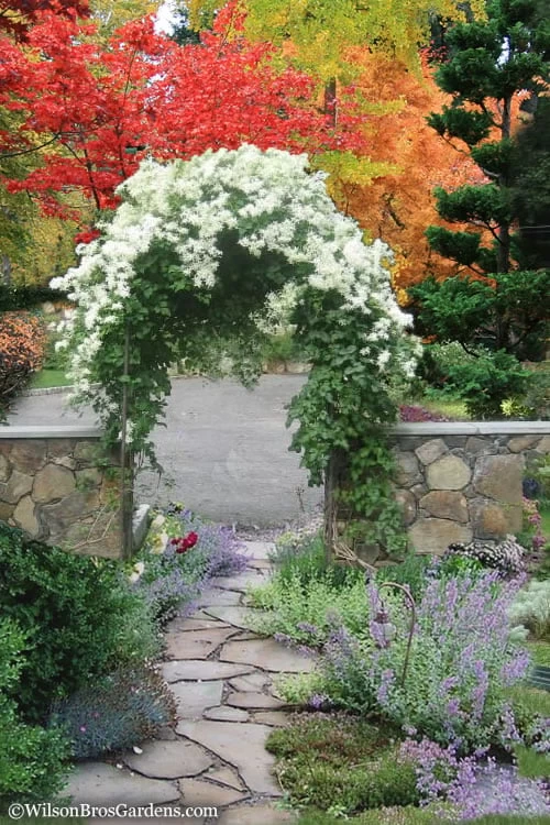 Sweet Autumn Clematis Terniflora - 3 Gallon Pot 6 Sweet Autumn Clematis Terniflora - 3 Gallon Pot - Image 4