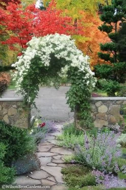 Sweet Autumn Clematis - 1 Gallon Pot 14 Sweet Autumn Clematis - 1 Gallon Pot -SHRUBS and BUSHES Store Clematis Sweet Autumn 8