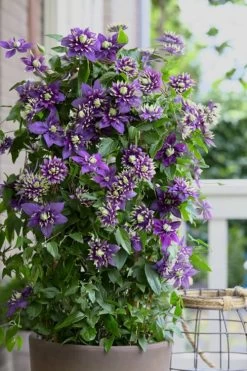 Taiga Clematis - 3 Gallon Pot -SHRUBS and BUSHES Store Clematis Taiga 10