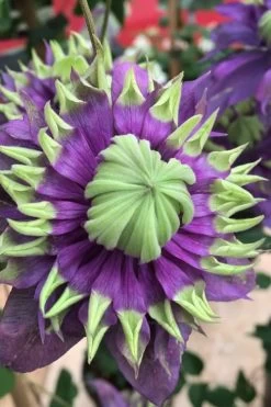 Taiga Clematis - 3 Gallon Pot -SHRUBS and BUSHES Store Clematis Taiga 2