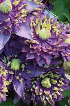 Taiga Clematis - 3 Gallon Pot -SHRUBS and BUSHES Store Clematis Taiga 3