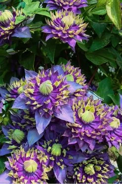 Taiga Clematis - 3 Gallon Pot -SHRUBS and BUSHES Store Clematis Taiga 4